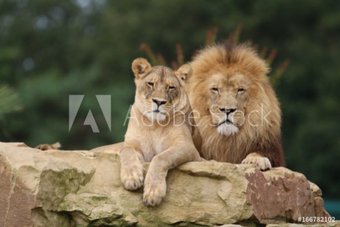 Picture of Couple de Lions